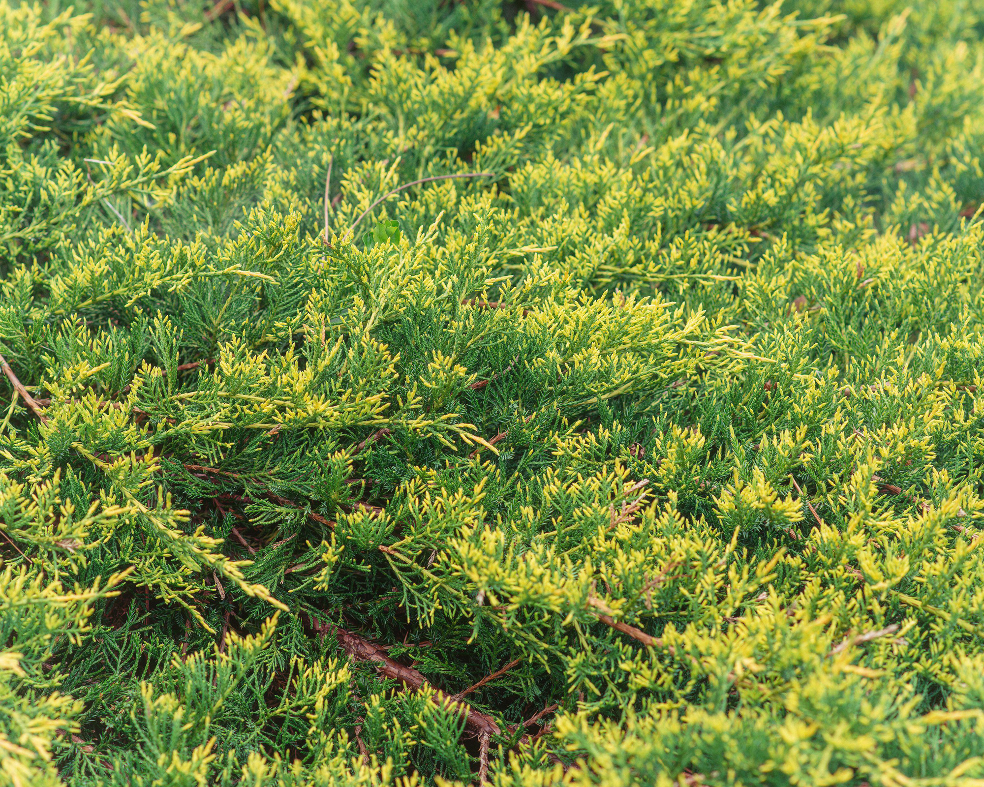 creeping juniper evergreen ground cover plant