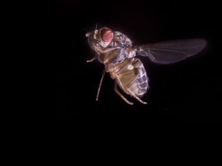 A flying fruit fly (Drosophila hydei).