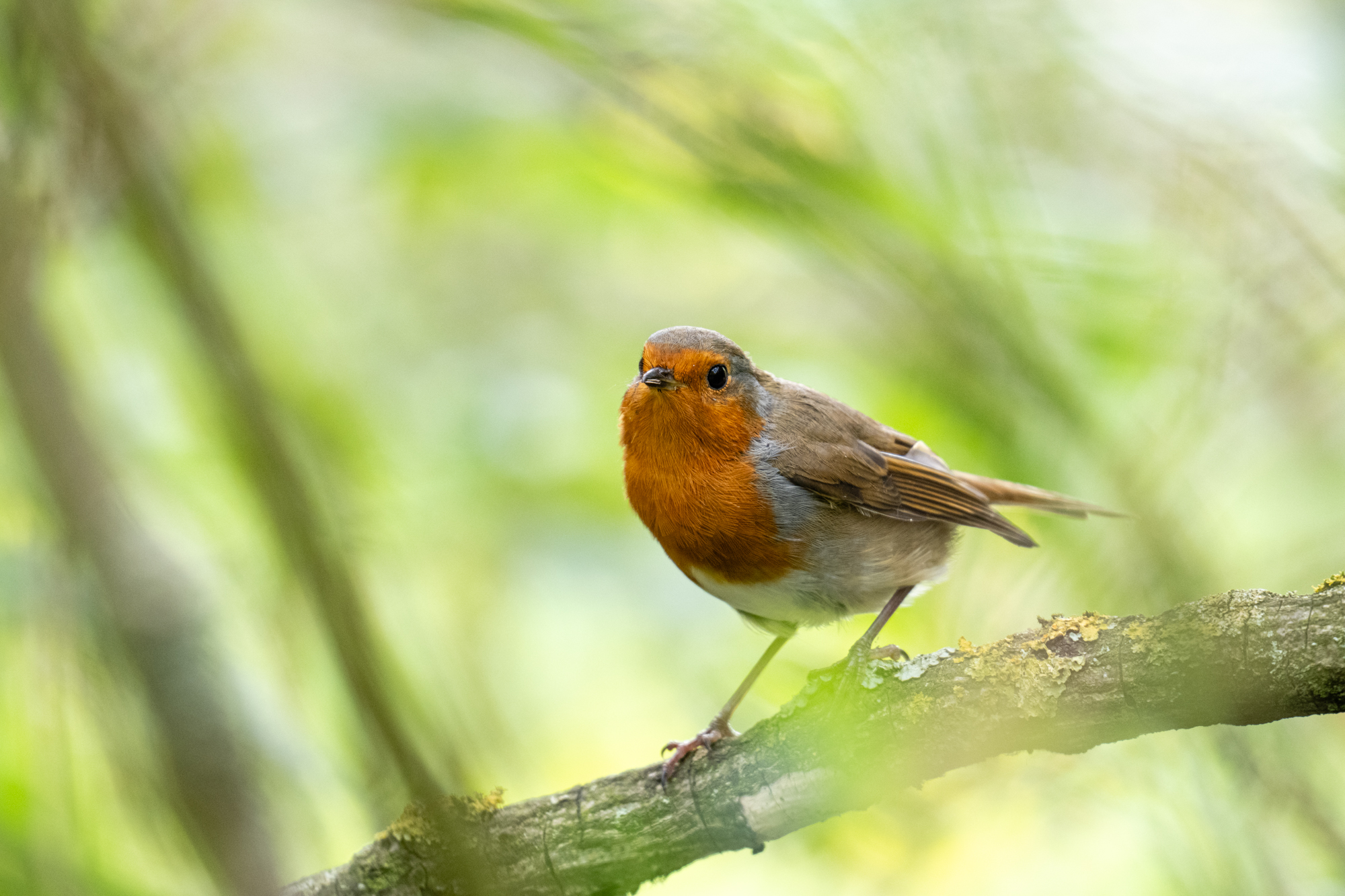 Photo of a robin taken with the Nikkor Z 180-600mm f/5.6-6.3 VR