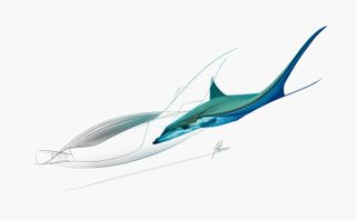 gliding manta ray, new sketches