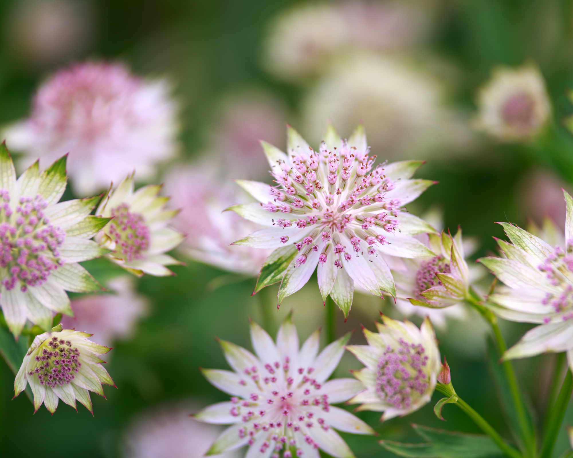 piink and white hardy perennial astrantia growing in garden