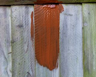 Painting old wooden fence with a brown paint