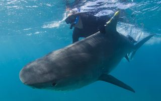 Researcher Neil Hammerschlag releases a newly-tagged shark back into the wild. The satellite tag is attached to the shark's dorsal fin with titanium bolts and steel nuts that eventually corrode, detaching the tag from the fin.