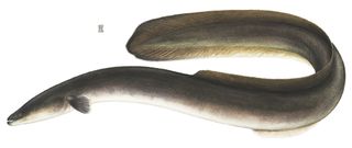 eel, american eel, freshwater eel, sargasso eel,