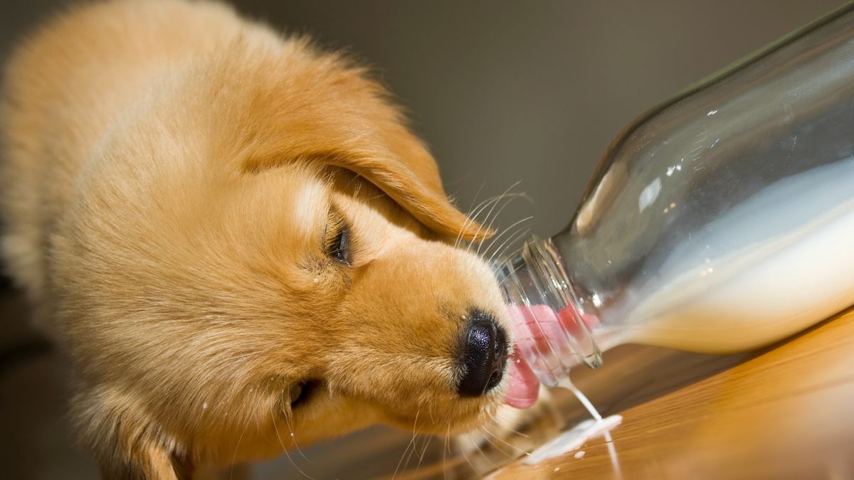 Puppy drinking spilled milk