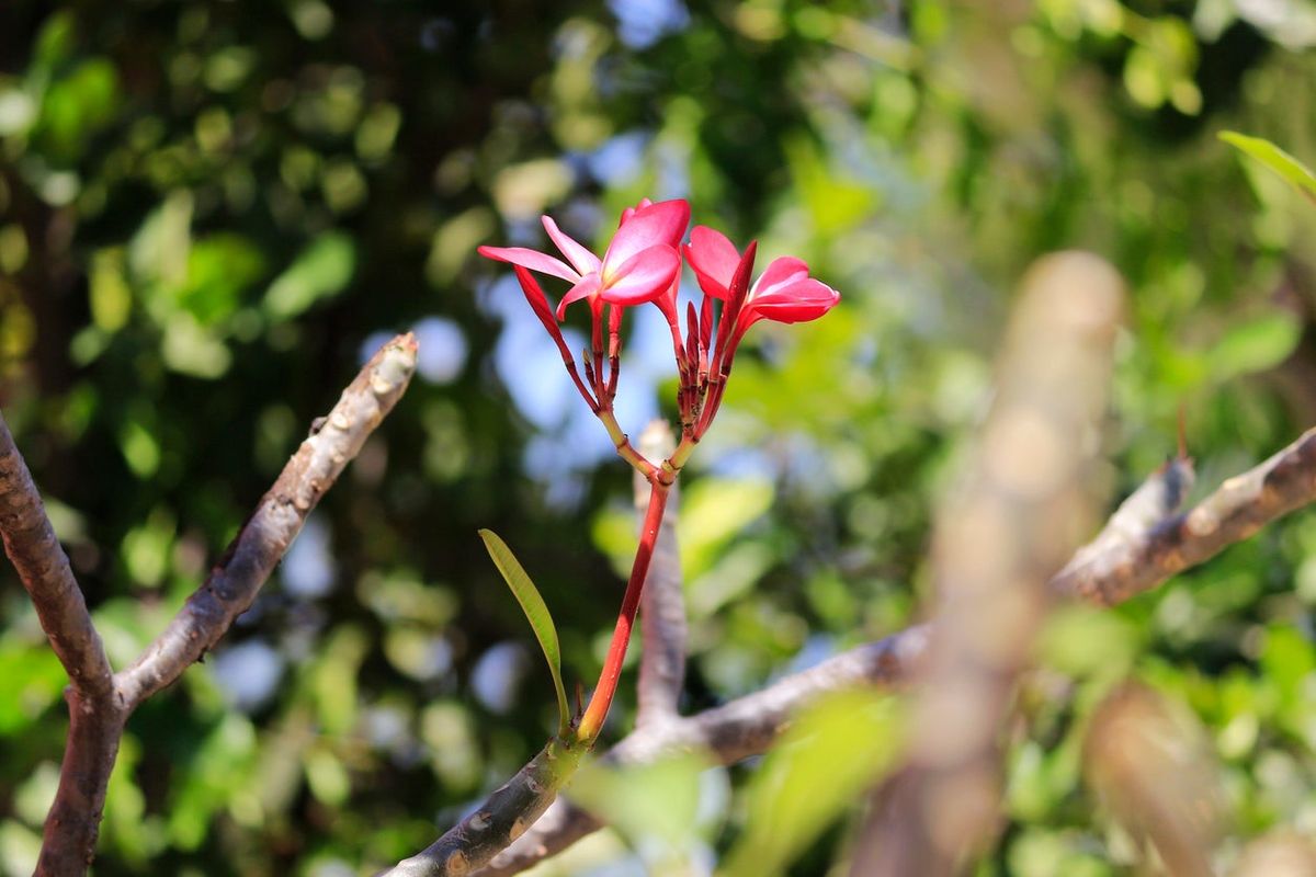 Plumeria Care And Pruning When Is The Best Time To Prune Plumerias