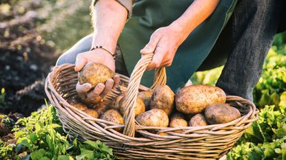 A person harvesting potatoes into a hamper