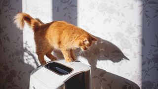 An orange cat standing on top of an air purifier