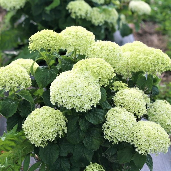 Invincibelle Limetta&amp;reg; Hydrangea
