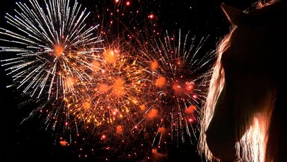 Horse head silhouette with fireworks in the background