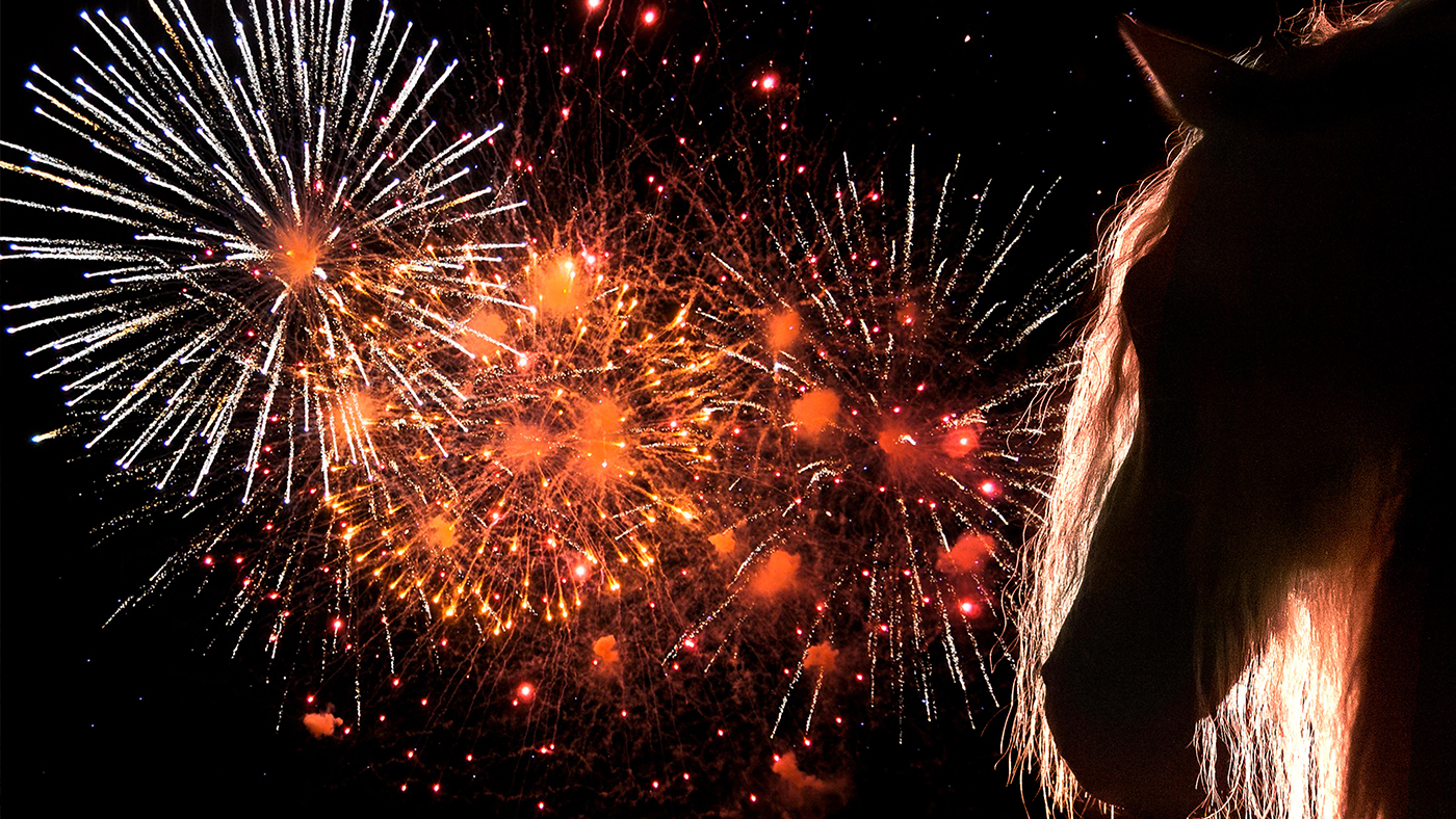 Horse head silhouette with fireworks in the background