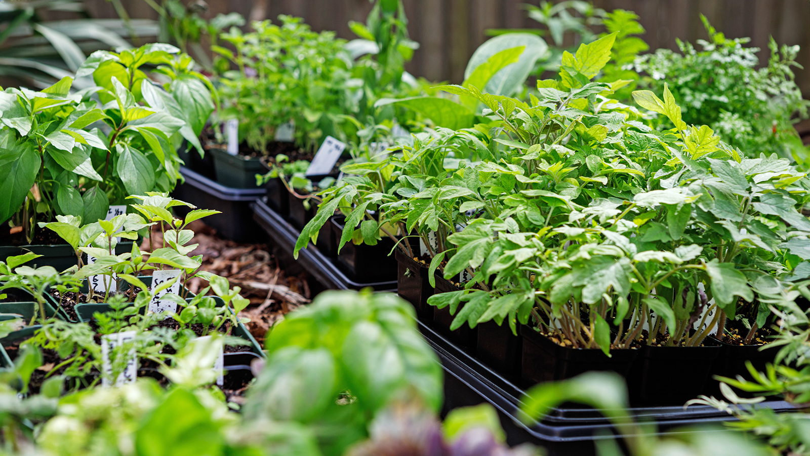 Hardening off seedlings in garden