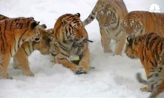 Tigers Snatch a Drone Out of the Air