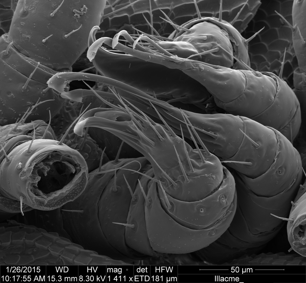 brand new millipede