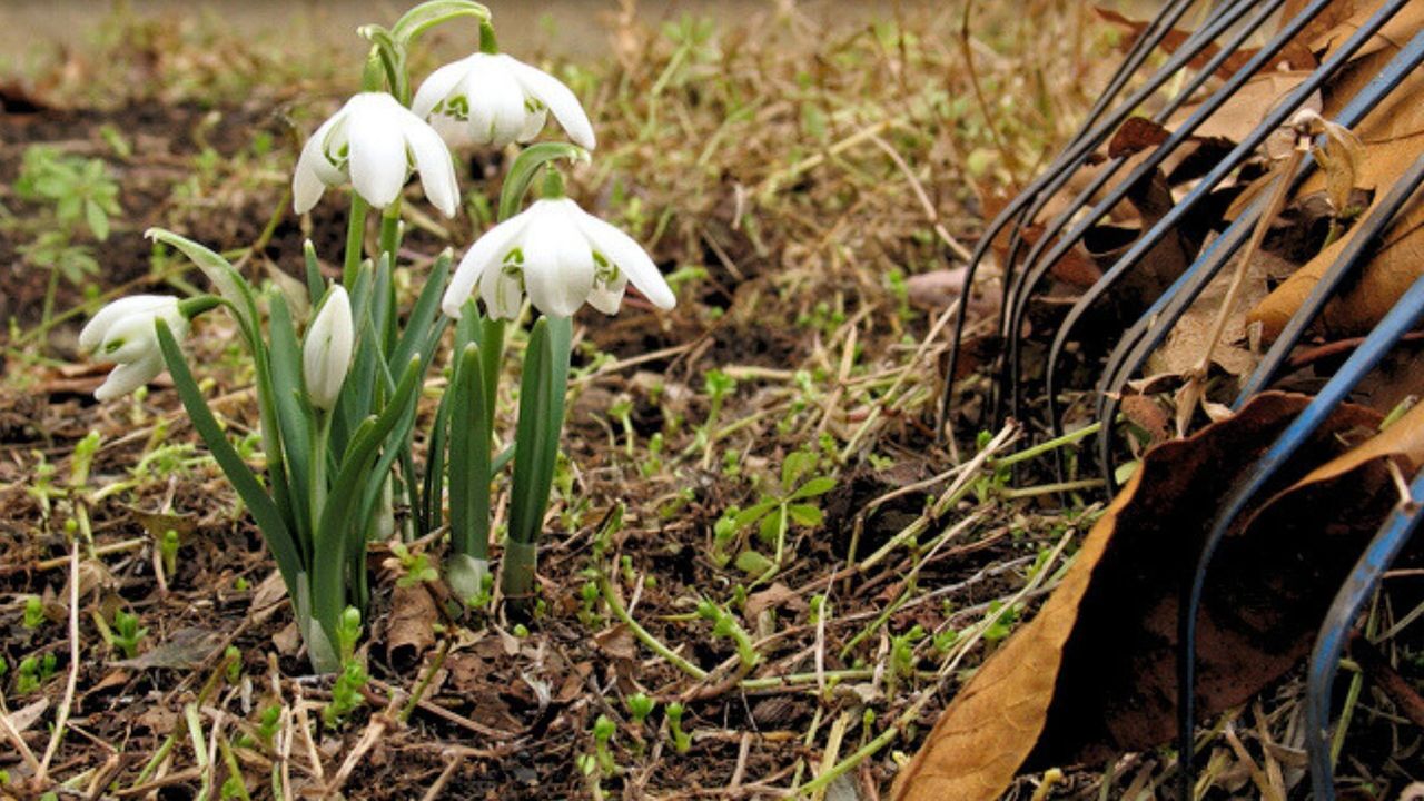 Cleaning Up Garden Beds In The Early Spring