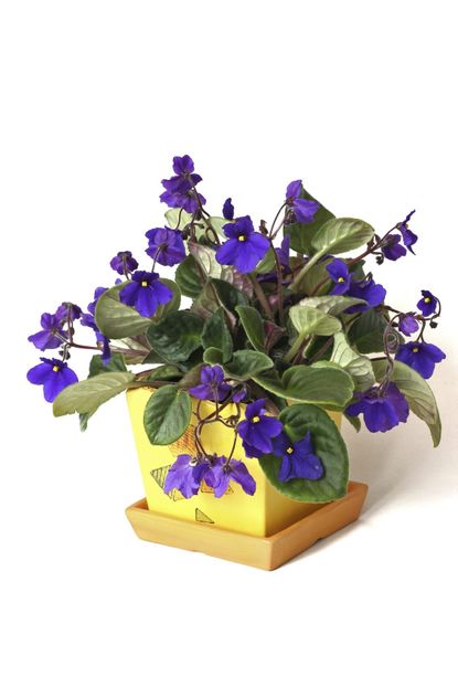 Potted African Violet Plant