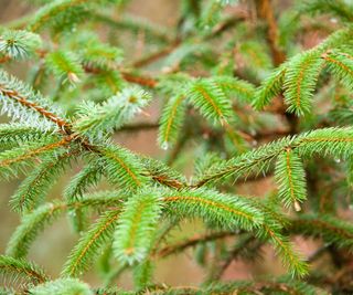 Close up of Douglas Fir pine tree and pine needles