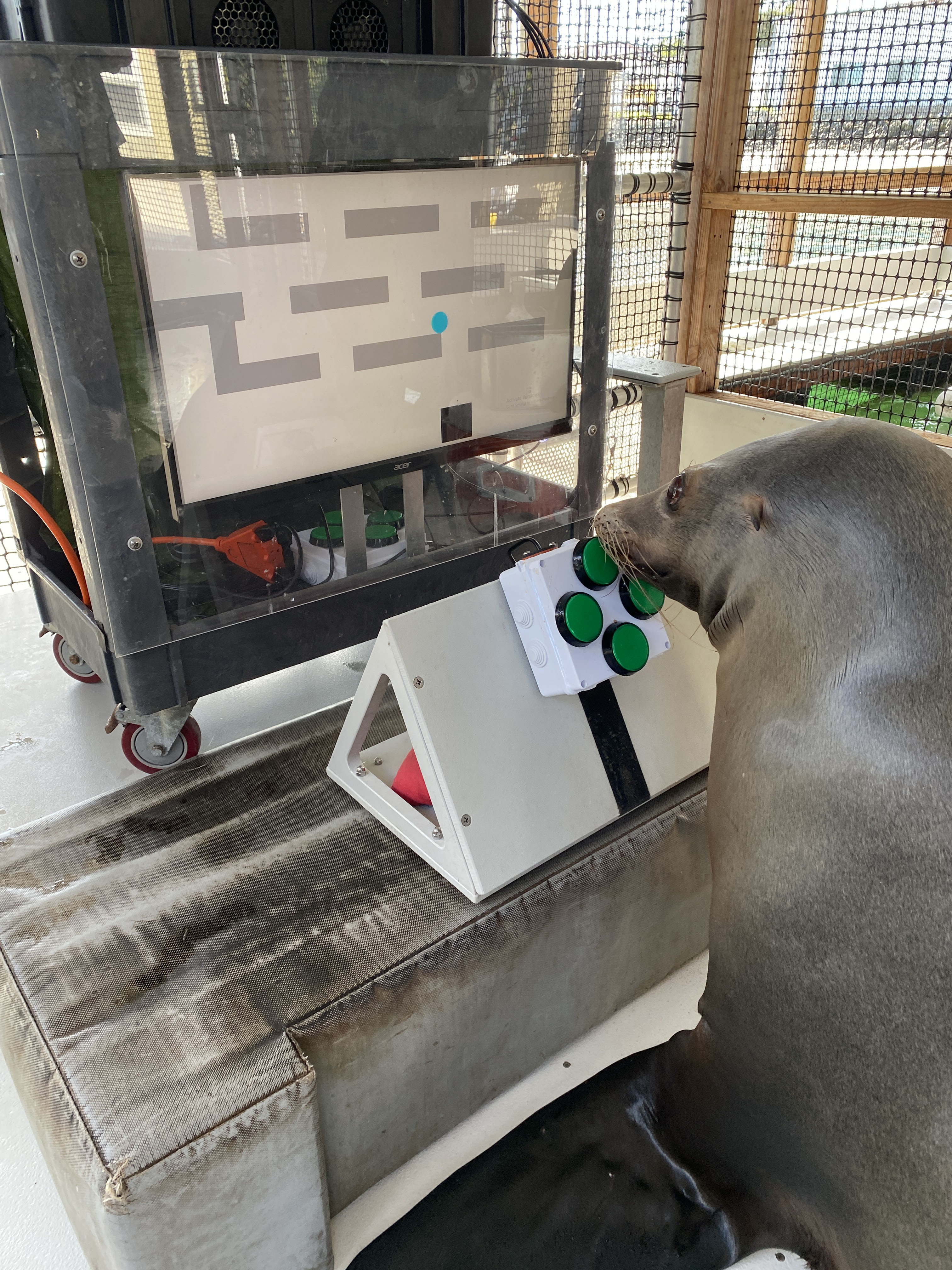 A sea lion called Spike playing videogames.