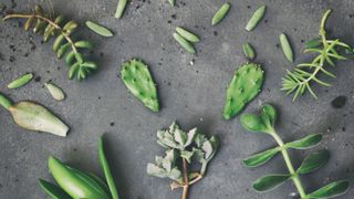 An array of succulent leaves and cuttings laying on a gray surface