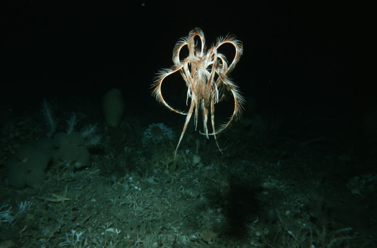 Images: Strange Life at Antarctic Seafloor | Live Science