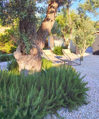 Mediterranean gravel garden with plants and seats