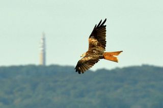 Chris Packham and Megan will observe the majestic Red Kite.