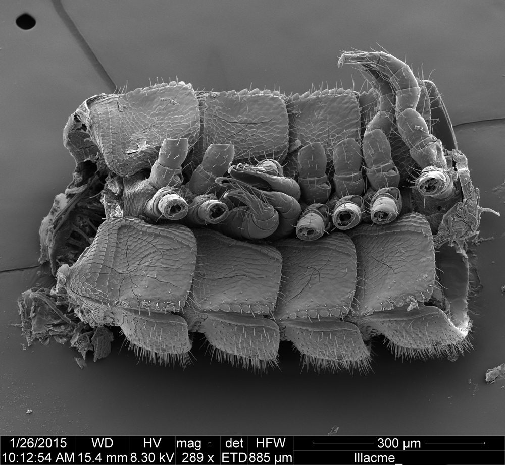 brand new millipede