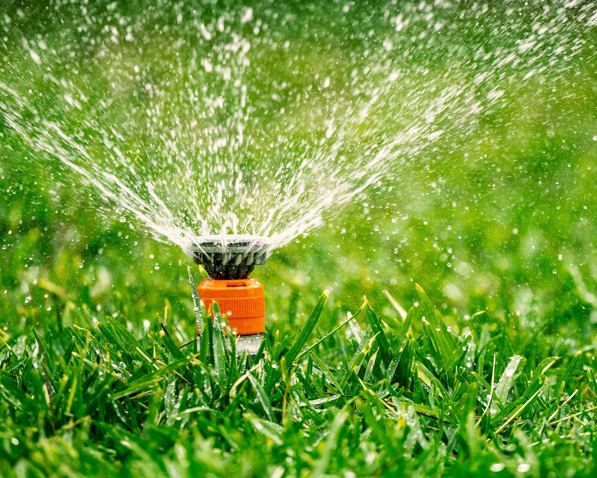 When to water after applying weed and feed: tips for turf | Gardeningetc