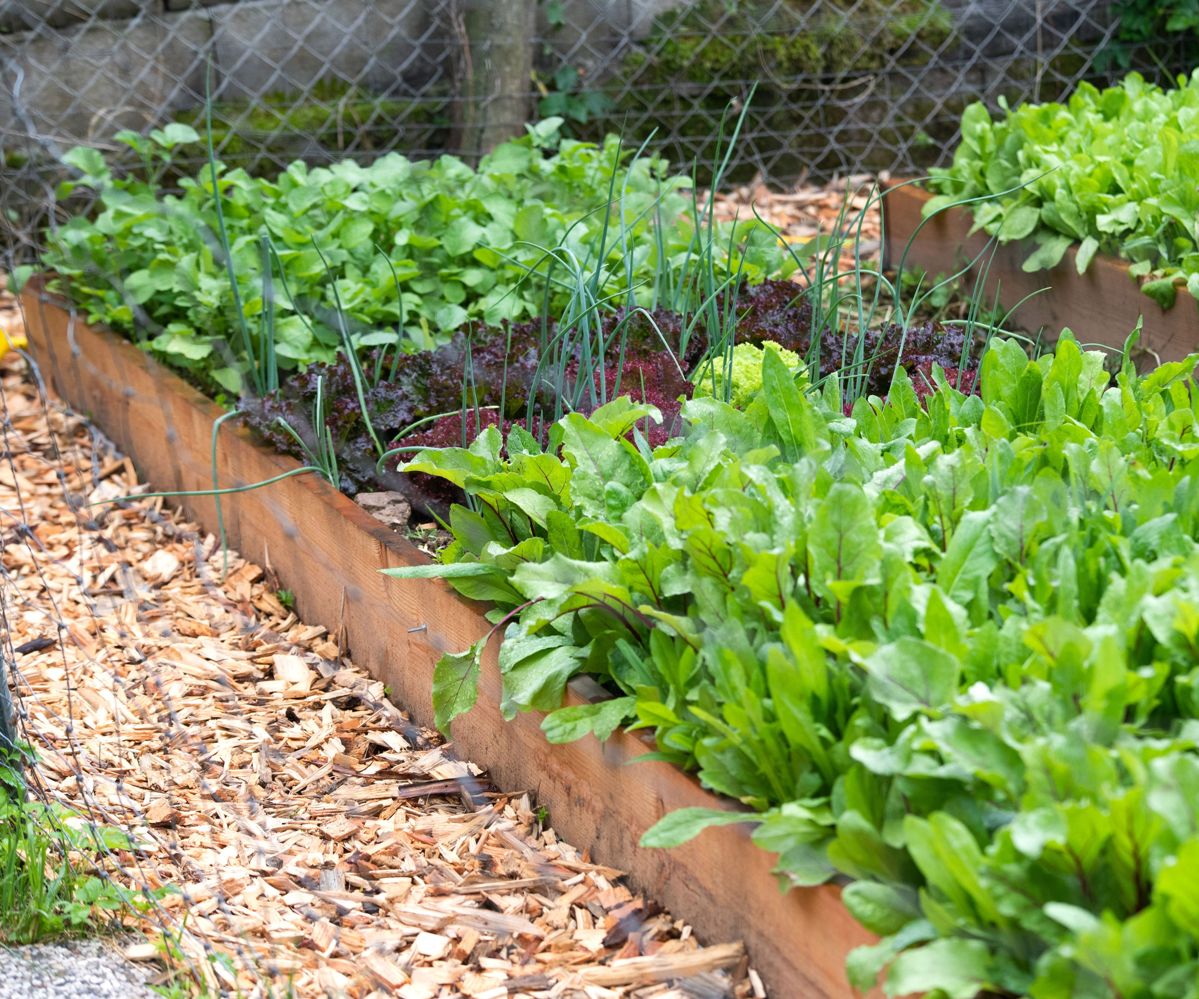 raised beds of plants with wood chip walkway