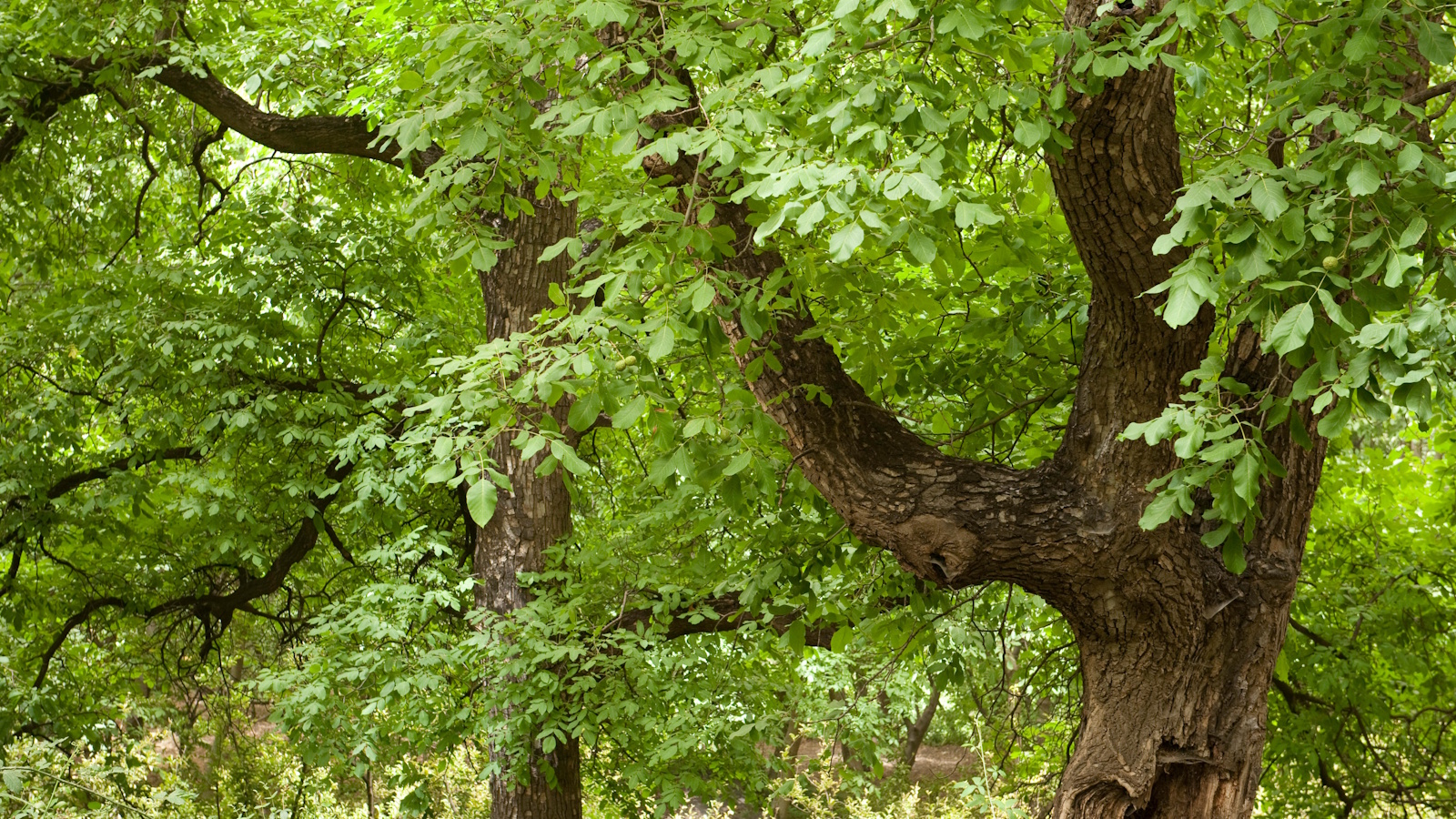 Walnut tree