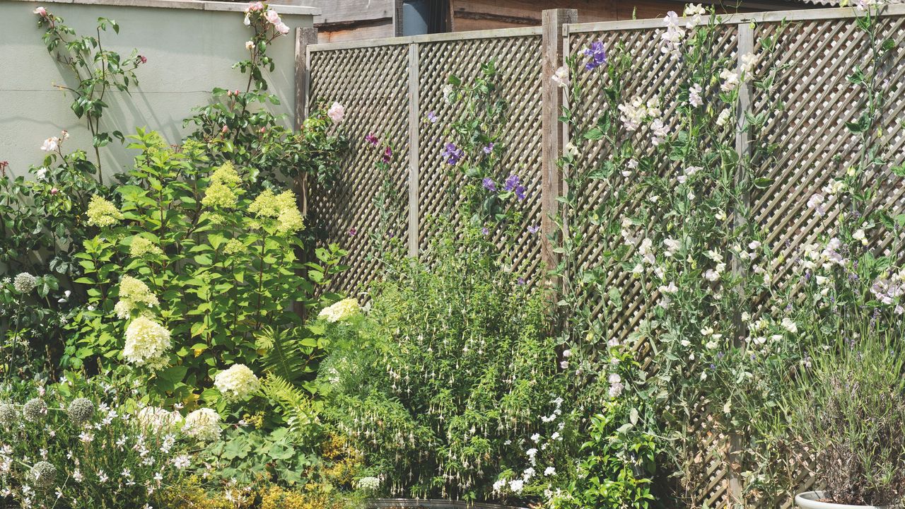 White sweet peas flowering on wooden trellis in garden