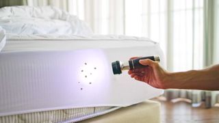 Man shining torch light on bed bugs on the side of a bed