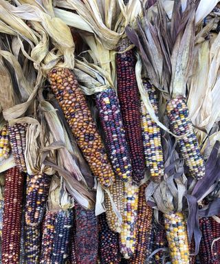Fall Corn on the Cob at farmers market