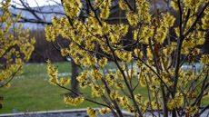 Witch hazel small tree in a garden border with yellow blooms in winter