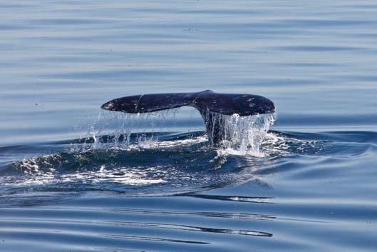 gray-whale-tail-110127-02