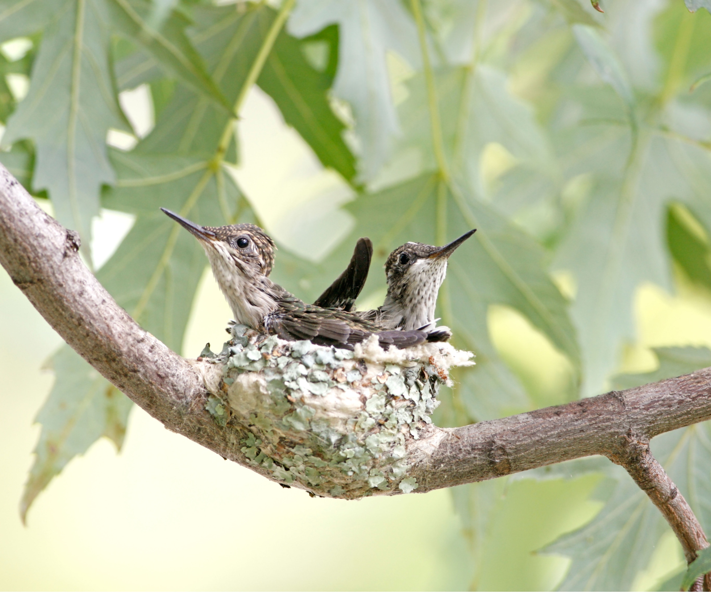 Hummingbird nest