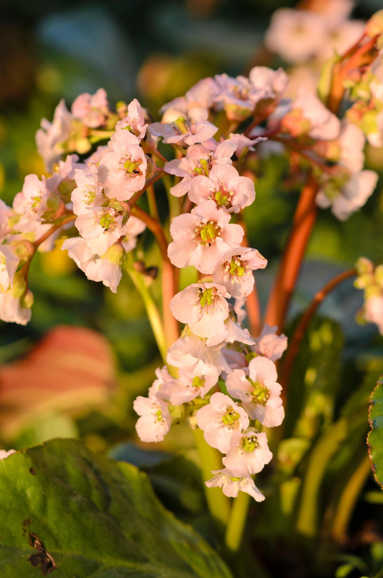 Heart leaf bergenia (Bergenia cordifolia &#039;Nebellicht&#039;).