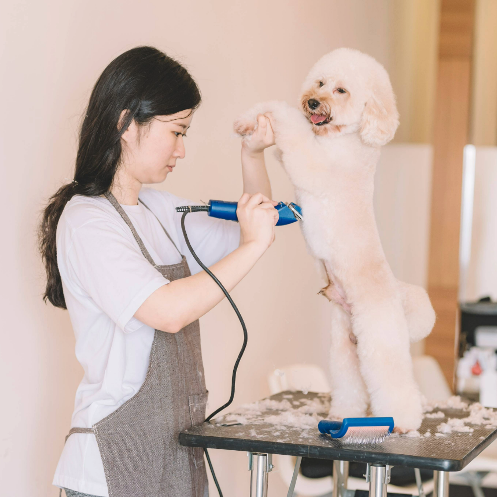 White toy poodle dog standing on its back legs on a table while a female groomer shaves its stomach