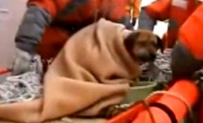 The tsunami dog is taken to a vet by its coast guard rescuers after three weeks at sea.