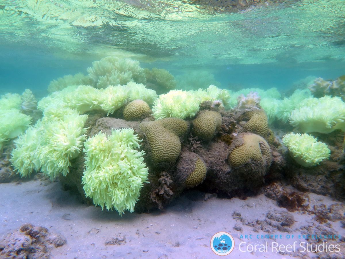 Coral bleaching can be seen on Lizard Island on the Great Barrier Reef in Australia.