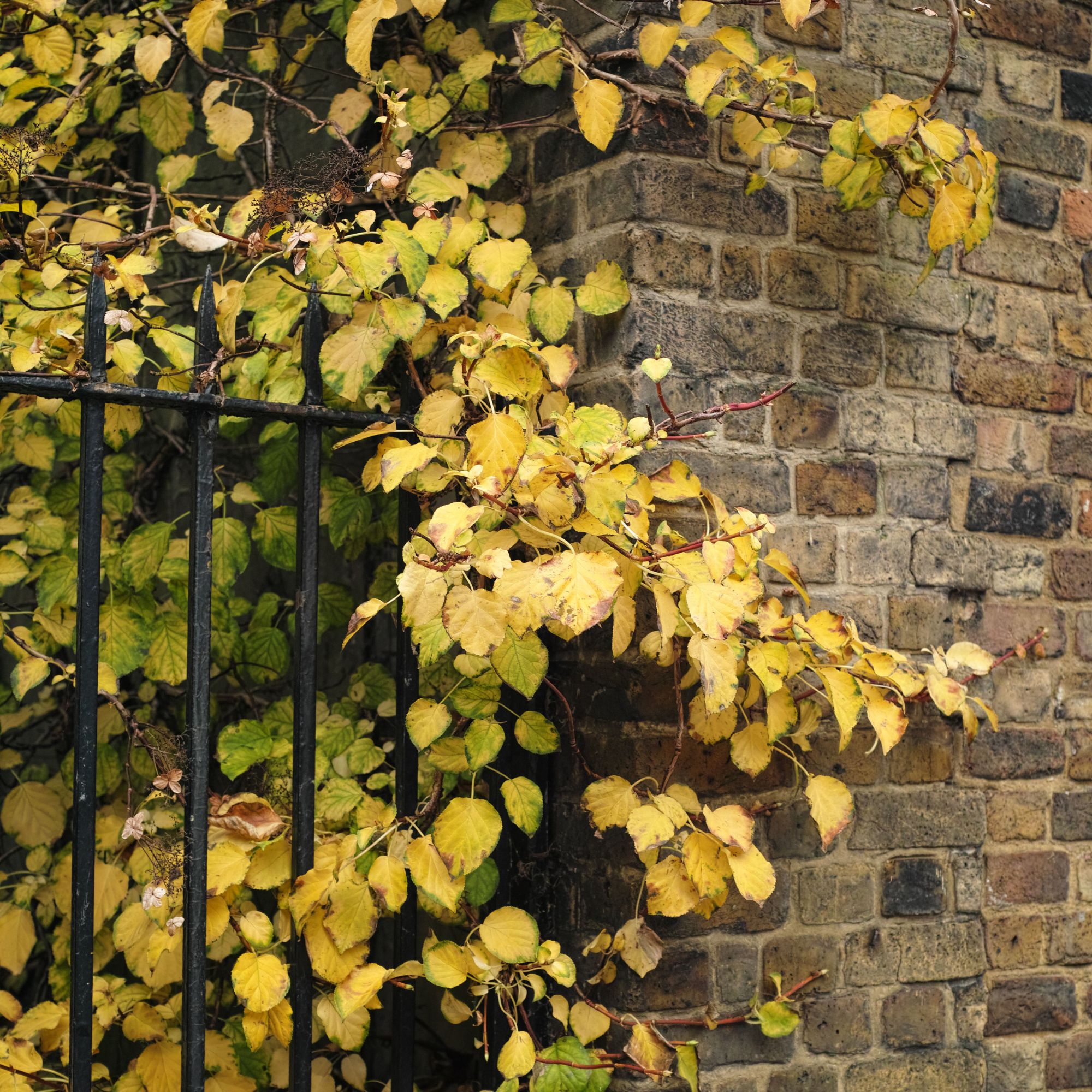 Climbing hydrangea with orange leaves growing against in garden in autumn