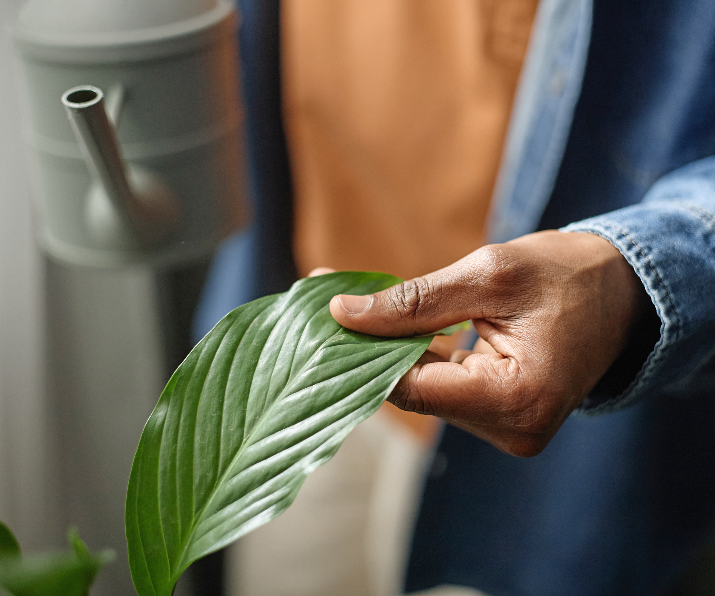 Close-up of a hand inspecting a peace lily leaf during indoor care.