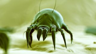 Close-up of a dust mite