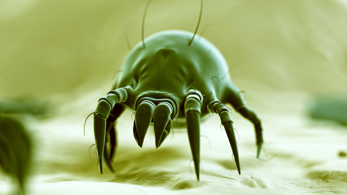 Close-up of a dust mite