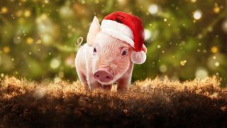 A pig in a Santa hat in a promotional still for 'Christmas on Mistletoe Farm