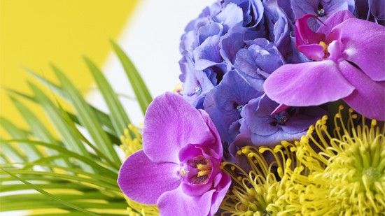 flower with grass and yellow wall