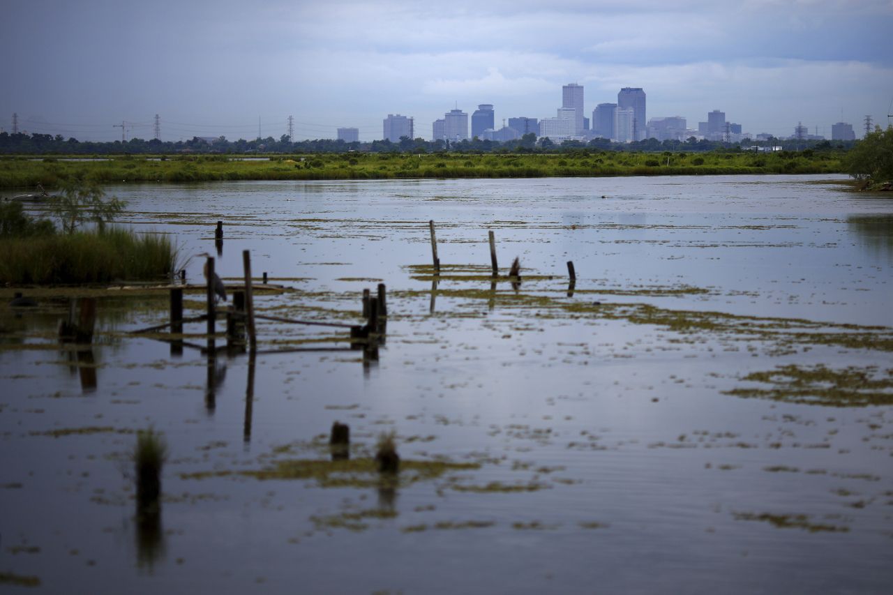 Swamplands near New Orleans