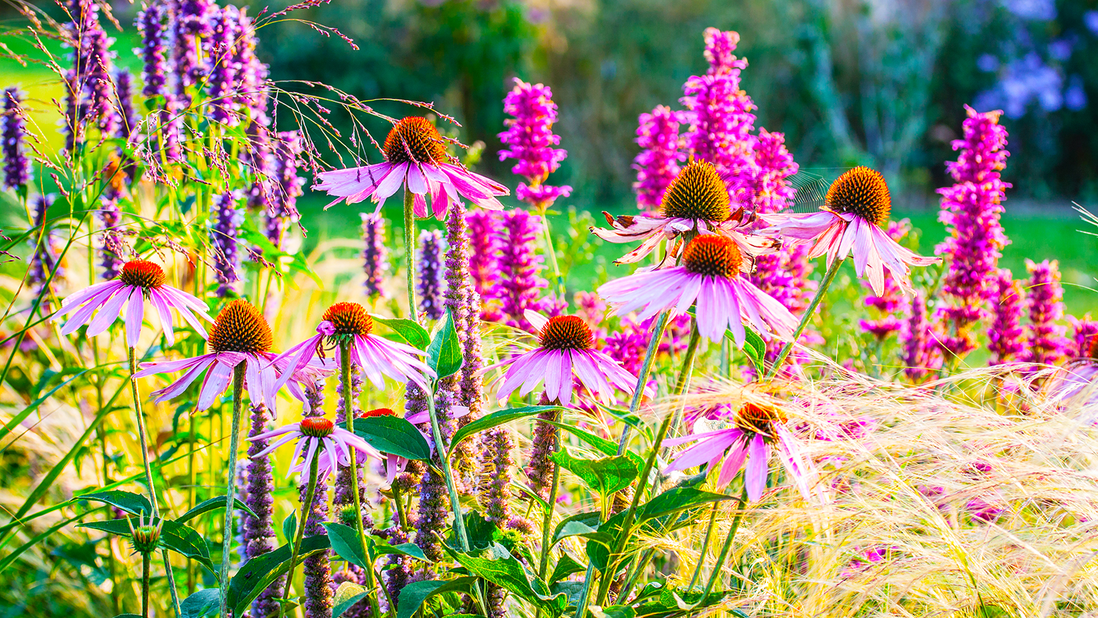 Summer border filled with purple coneflowers, agastache and ornamental grass