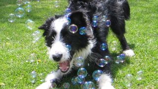 Dog chasing bubbles