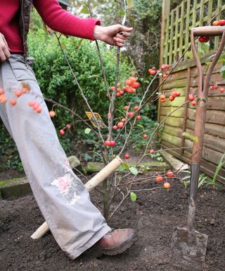 Planting a young crab apple tree in a border